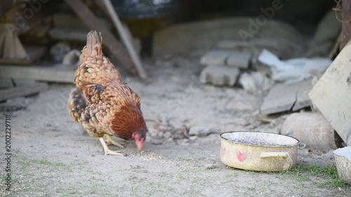 Hen peck some seed from ground next to water bowl