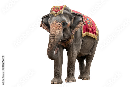 Playful Elephant Performer Clipart Isolated on Transparent Background