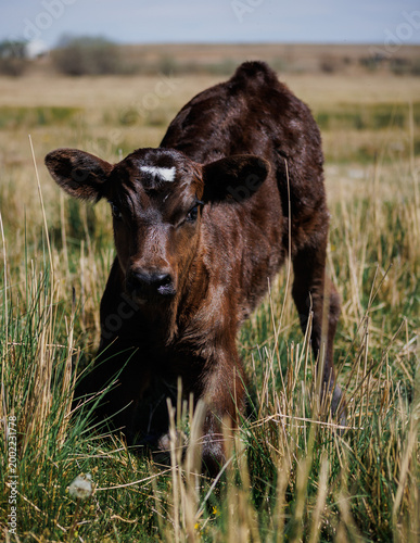 Photography heifer calf