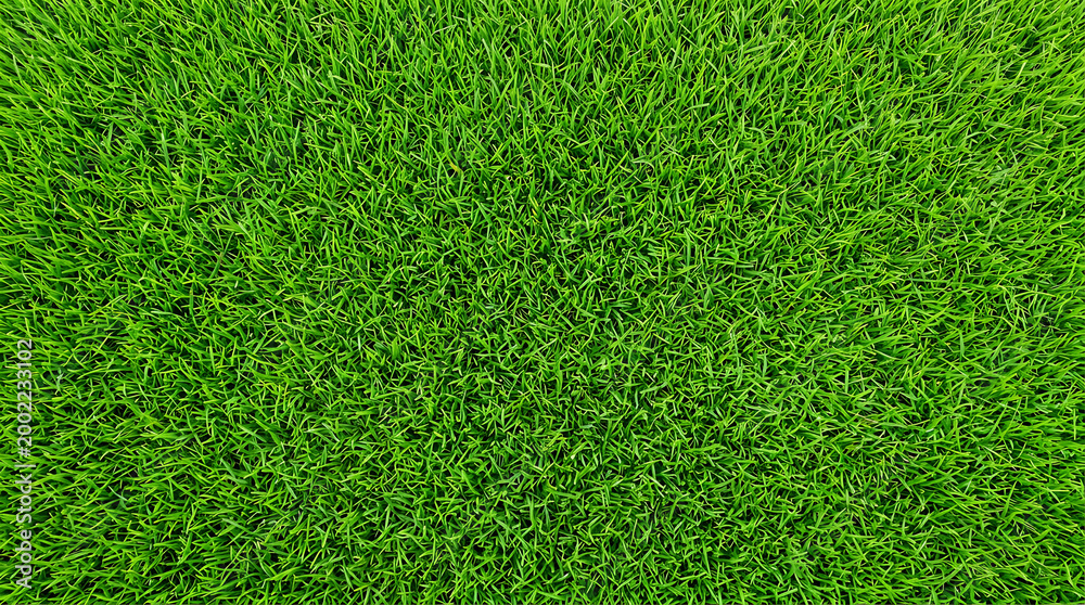 Obraz premium Vibrant and healthy green grass texture viewed from above, creating a natural background