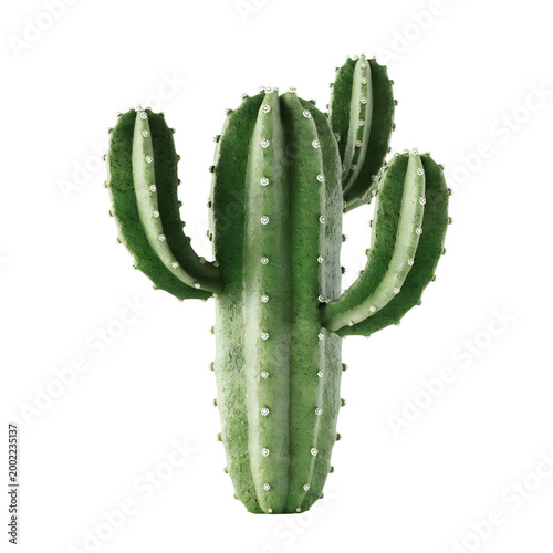 Green cactus plant illustration for desert theme design isolated on transparent background