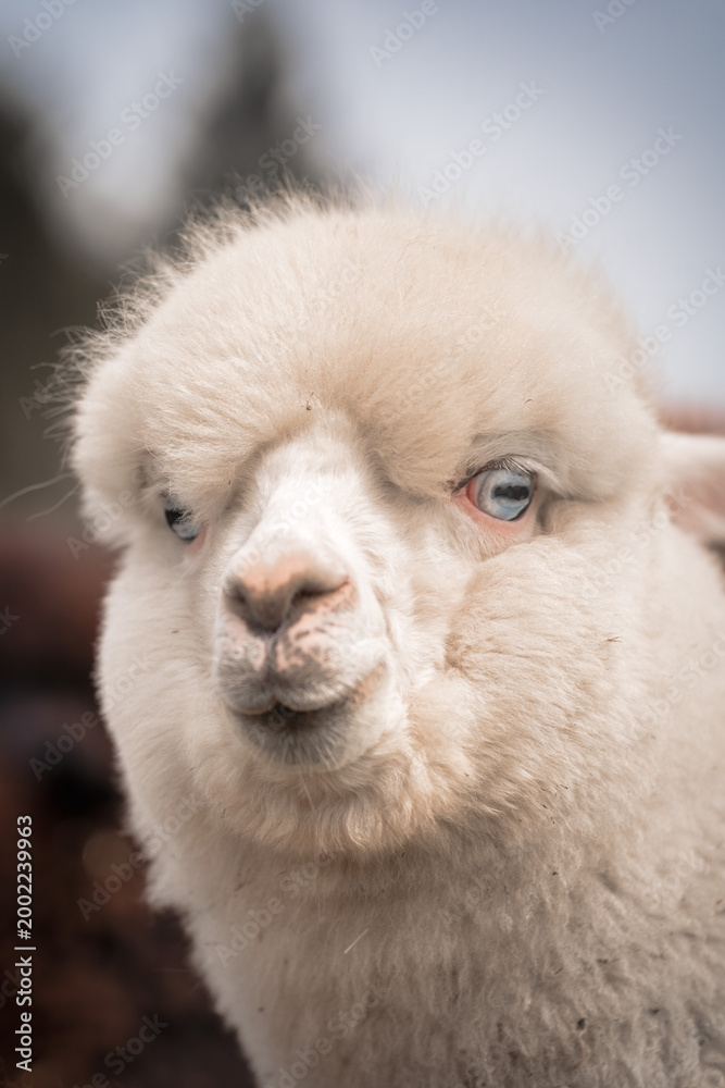 Fototapeta premium Portrait of a blue eyed cute fluffy curious alpaca posing outdoors, ideal for Alpaca topics