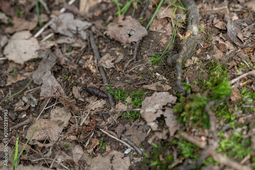 Moth pupa lying on the ground in the forest.