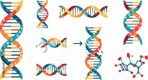 Vector Illustration of DNA Helix Structure, Molecular Genetics, and DNA Replication Process for Biology and Science Designs