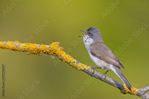 Lesser whitethroat (Curruca curruca) singing on a lichen-covered branch. Small songbird in its natural habitat during spring.