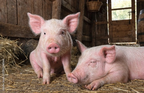 Pink pig in a warm farm environment