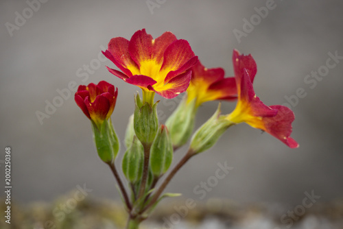 Photos Ornamental primrose flower with a red edge and a yellow center.