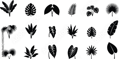 Tropical leaf silhouettes a botanical collection for design and illustration