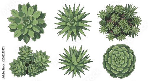 Six different green succulent plants viewed from above on a white background isolated