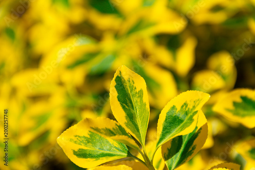 Close-up view of variegated yellow and green shrub leaves with sunlit highlig...