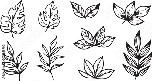 Botanical illustration delicate line art of tropical leaves and silhouette details