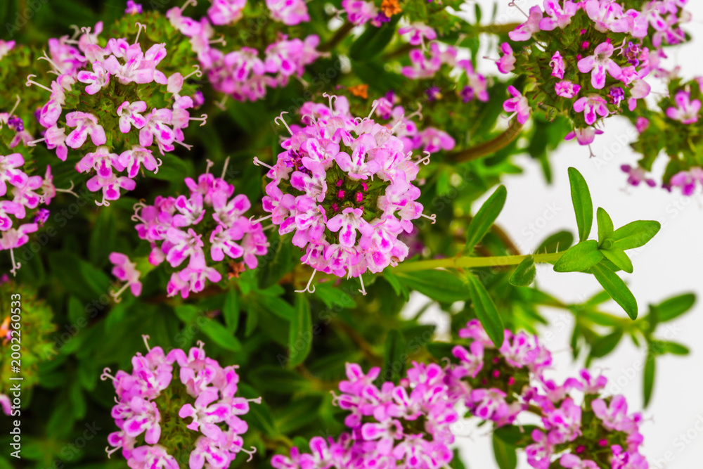 Obraz premium Flowers bloom in a garden with small pink blossoms and green leaves during the day in springtime