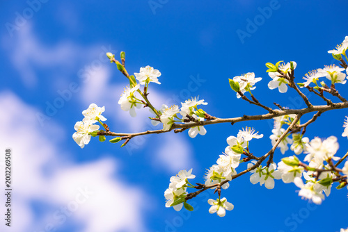 Photos White blossoms on a tree branch against a bright blue sky with white clouds