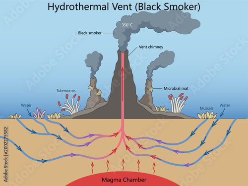 Canvas Print Educational diagram showing a hydrothermal vent, black smoker chimney, magma chamber, water circulation, and deep sea organisms diagram hand drawn schematic vector