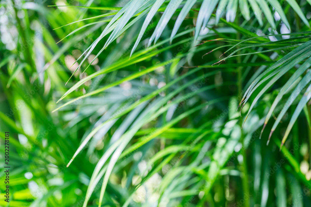 Fototapeta premium Green leaves fill the space in a tropical garden under bright sunlight during the afternoon