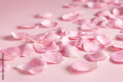 Pink Rose Petals Scattered on a Light Background