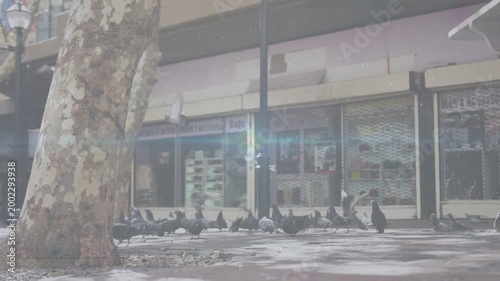 Single pigeon fluttering, flock taking flights settling on pavement near tree-pole for urban study