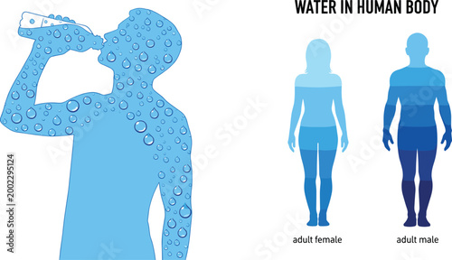 Infographic vector of water in human body featuring adult male and female silhouettes with drinking person for hydration health.