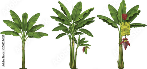 Realistic illustration of three varieties of banana plants with detailed leaves and fruit growth, showcasing tropical greenery and nature