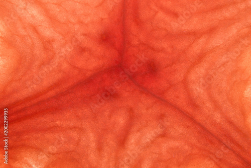 Closeup macro photograph of watermelon slice patterns