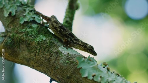 Cnemaspis is a genus of diurnal (day) geckos found in Asia. With over 100 species, it is one of the most diverse genera of geckos. 