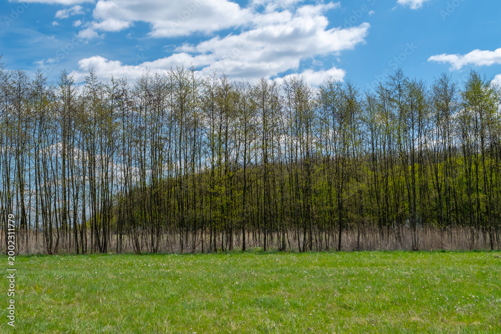 Obraz premium Green meadow with a line of young spring trees under a blue sky with clouds. Peaceful countryside landscape capturing fresh growth and a calm natural environment