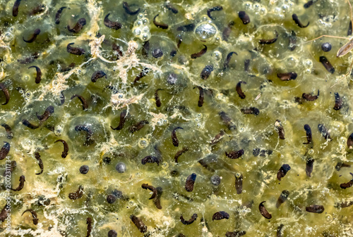 Obraz na płótnie Macro close-up of frog spawn with developing tadpoles inside gelatinous eggs