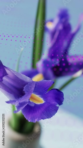 Vertical video: Magenta arc appearing, sweeping frame, showing iris blossom, revealing vase, stems