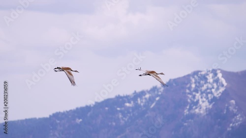 Sandhill Cranes flying through the sky in front of snow capped mountains in Utah.