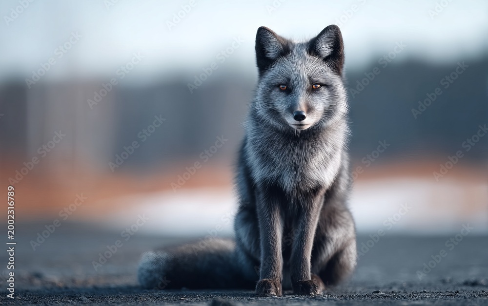 Fototapeta premium Fox Sitting Gracefully on Frosty Terrain with Thick Fur and Intense Eyes