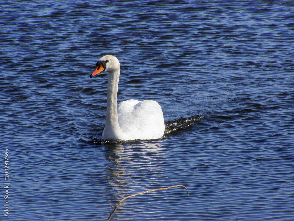 Obraz premium A white swan swimming on blue water with gentle ripples, its feathers covered in small water droplets.