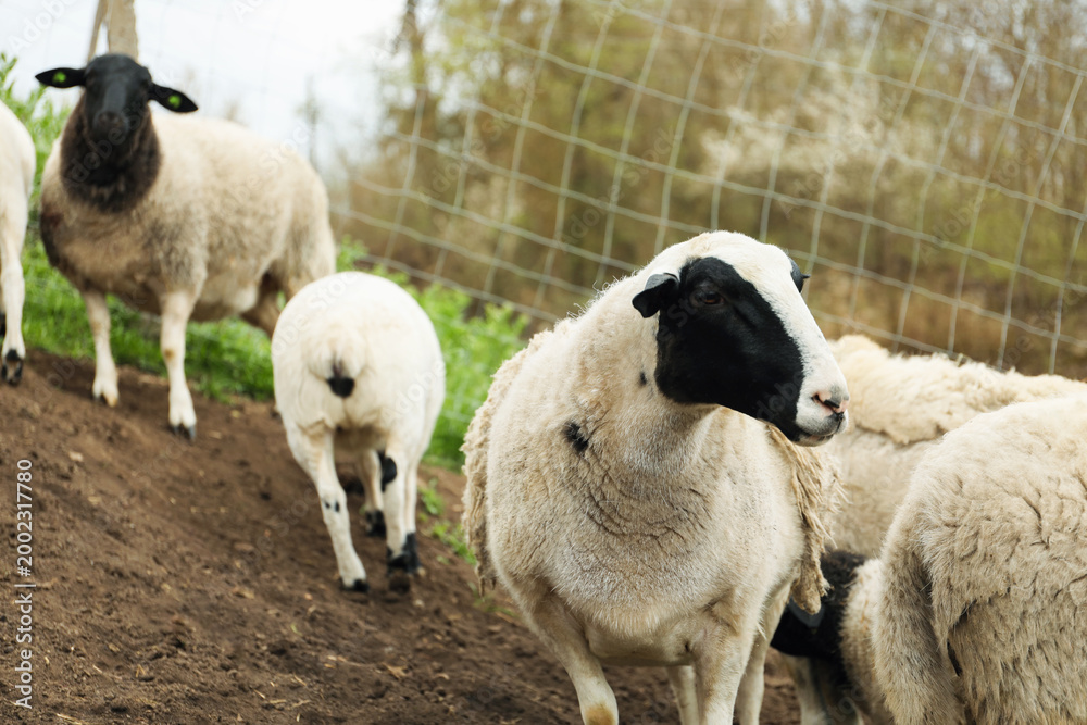 Obraz premium Many beautiful sheep grazing outdoors. Farm animals