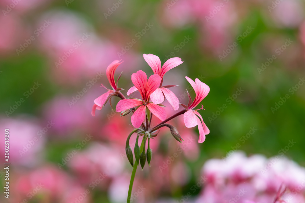 Obraz premium Pink pelargonium flowers in bloom