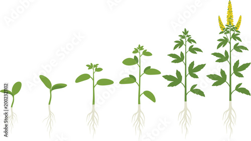 Plant Growth Stages with Root Development and Leaf Progression in Botanical Illustration for Educational and Nature Designs