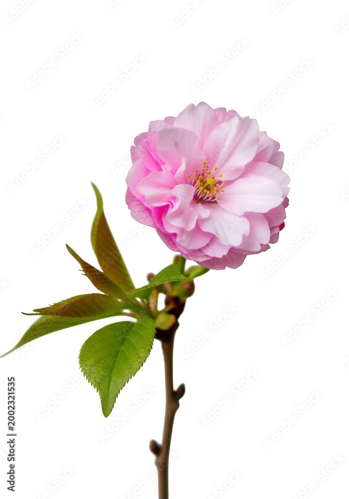 Fototapeta premium A delicate pink flower with green leaves isolated on transparent background isolated on transparent background