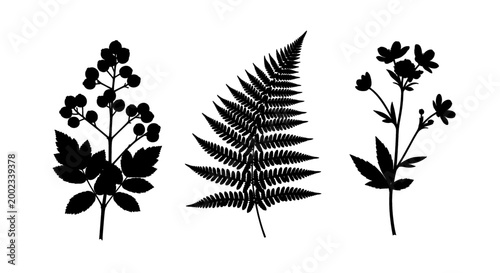 Elegant black silhouettes of delicate wild plants and fern leaves on a white background.