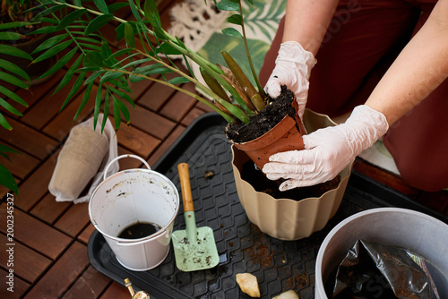 Foto Taking off a broken nursery pot from a root bound Zamioculcas close up