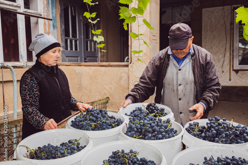 A Caucasian senior couple loads containers of harvested grapes into a trailer.