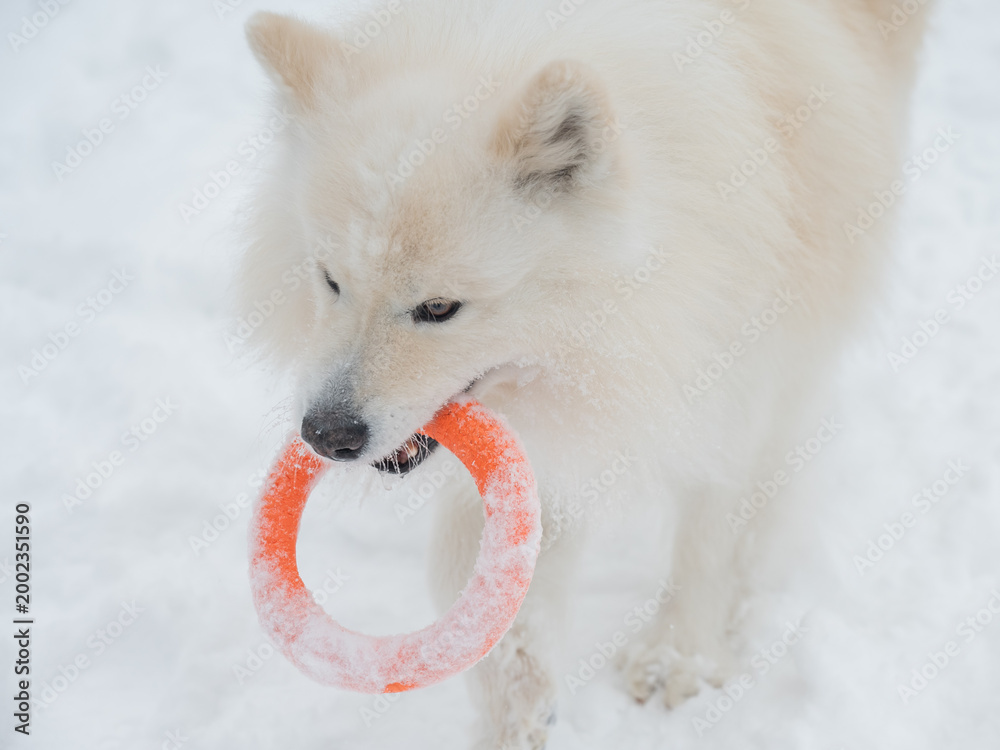 Fototapeta premium A Samoyed dog plays with a puller on a winter walk.