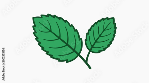 Two vibrant green leaves of the mint plant are artistically captured, a visual delight for natural enthusiasts and culinary lovers alike.