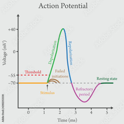 Action Potential Graph Diagram: Nerve Impulse Physiology and Neuron Electrical Signaling Vector Illustration