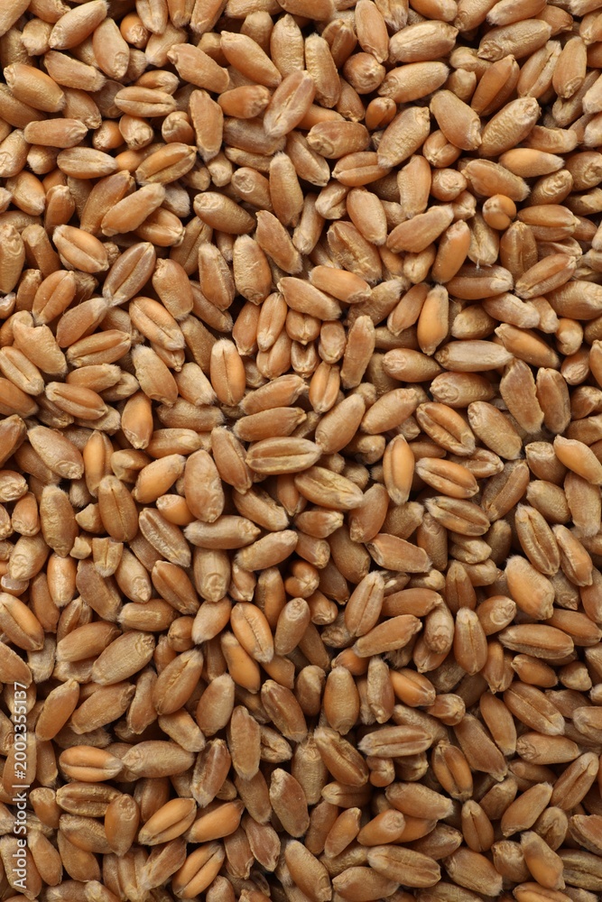 Fototapeta premium Heap of wheat grains as background, top view