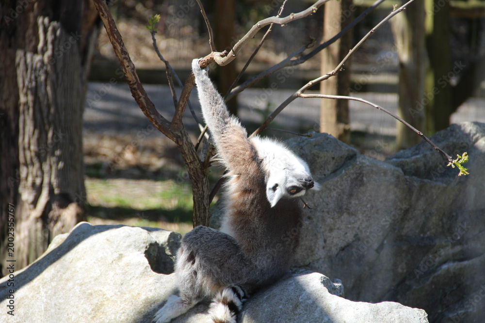 Fototapeta premium Not Another Monday Lemur