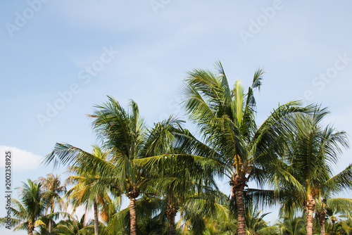 Lush coconut palm trees swaying under bright blue sky in tropical landscape, natural outdoor scenery with fresh green leaves and sunny atmosphere.