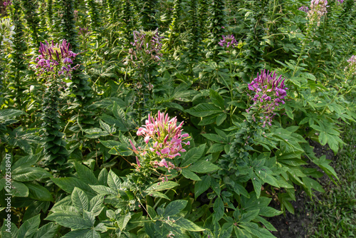 Pink and purple cleome flowers blooming among green foliage in a sunny garden bed, creating a fresh natural floral landscape with vibrant seasonal beauty.