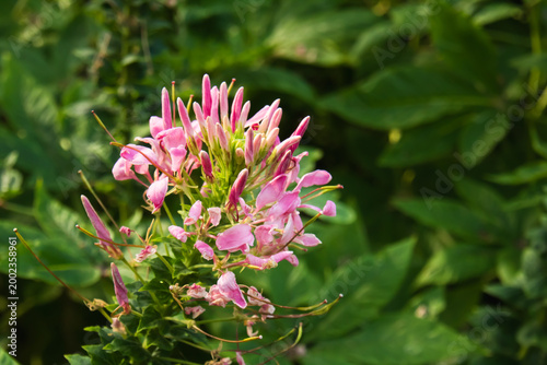 Close-up of a pink cleome flower blooming in lush green garden surroundings with soft natural light, highlighting delicate petals and fresh botanical beauty.