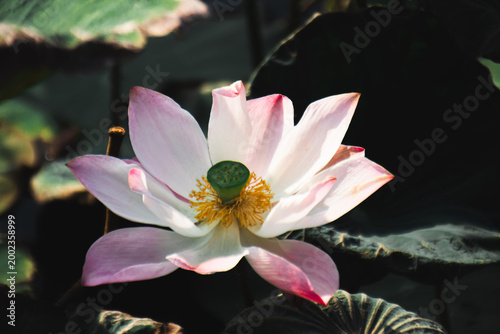 Graceful lotus flower displaying a vivid seed pod and golden stamens, highlighted by natural sunlight and surrounded by dark green leaves, creating a striking contrast in a tranquil water garden.