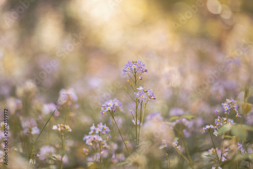Fotografía Purple meadow flowers, shallow depth of field with bokeh background