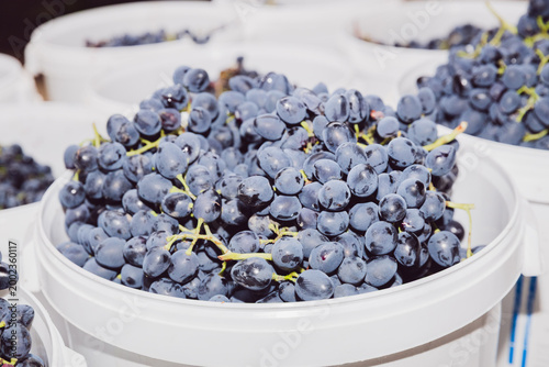 Overripe grapes are harvested and stored in white bins in a village yard.