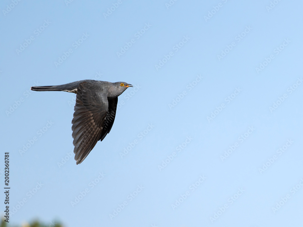 Obraz premium Cuckoo, Cuculus canorus